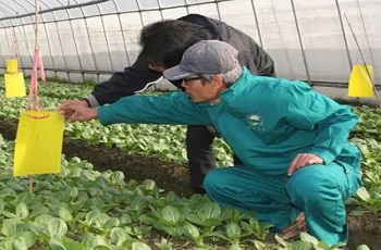 有機(jī)種植三要素:改良